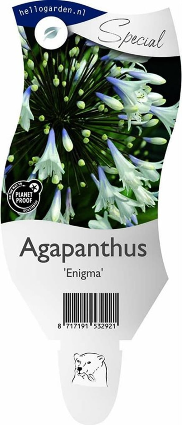 Agapanthus 'Enigma' - P11